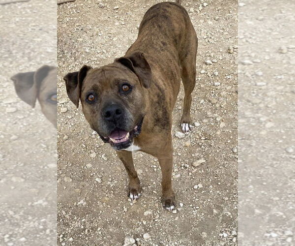 Medium Photo #1 American Staffordshire Terrier-Labrador Retriever Mix Puppy For Sale in Brewster, NY, USA