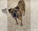 Small American Staffordshire Terrier-Labrador Retriever Mix