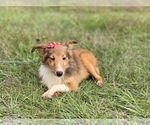 Small Photo #3 Shetland Sheepdog Puppy For Sale in LAKELAND, FL, USA