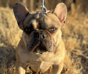 French Bulldog Puppy for sale in HESPERIA, CA, USA