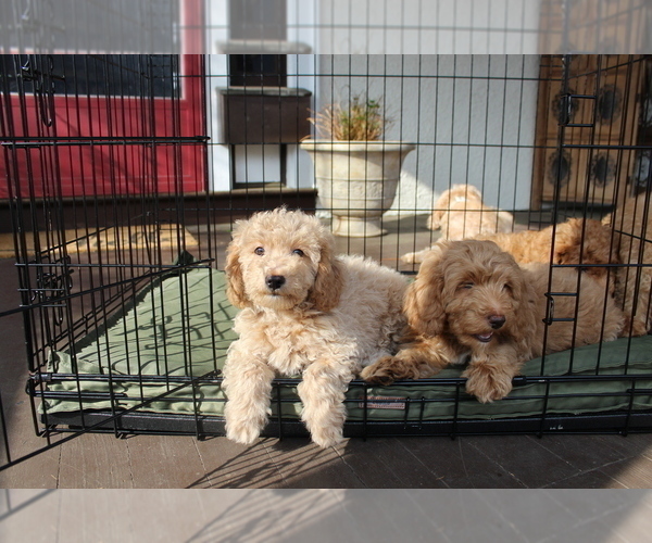 Medium Photo #34 Goldendoodle Puppy For Sale in HARTFORD, CT, USA