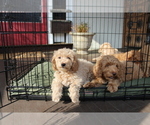 Small #33 Goldendoodle