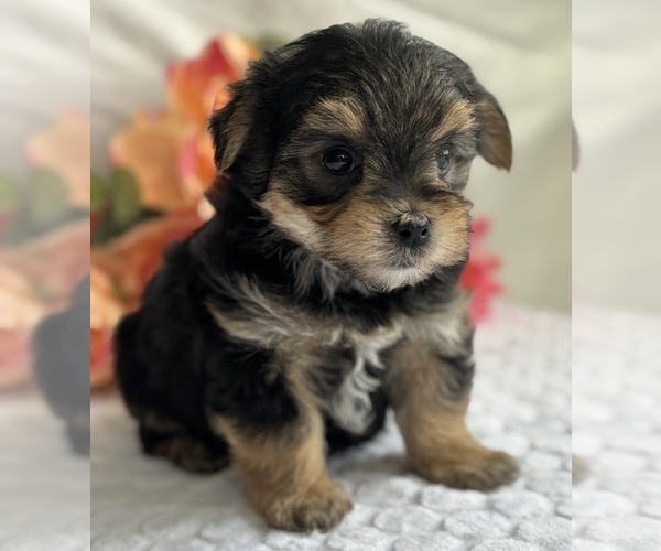 Medium Photo #8 Morkie Puppy For Sale in ROCK STREAM, NY, USA