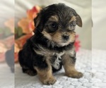 Small #7 Morkie
