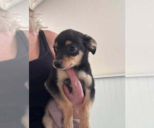 Chihuahua-Unknown Mix Dogs for adoption in Aurora, IN, USA