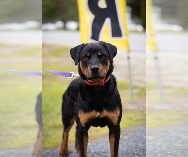 Medium Photo #9 Rottweiler Puppy For Sale in Hillsboro, NH, USA