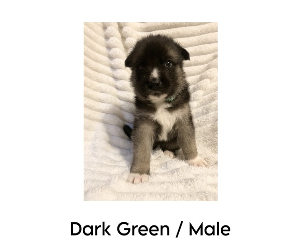 Medium Photo #10 German Shepherd Dog-Siberian Husky Mix Puppy For Sale in LANSING, MI, USA