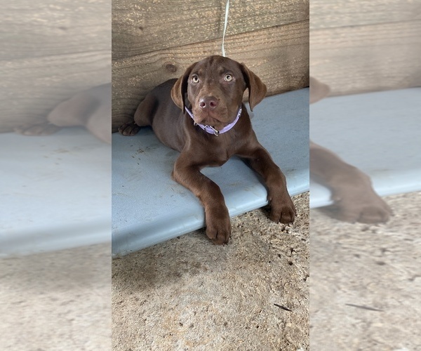 Medium Photo #4 American Bully-Labrador Retriever Mix Puppy For Sale in KENTWOOD, LA, USA