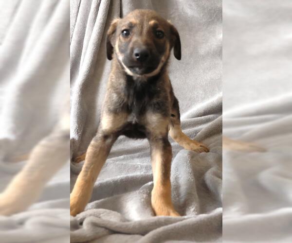 Medium Photo #1 Mutt Puppy For Sale in Thief River Falls, MN, USA