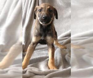 Mutt Dogs for adoption in Thief River Falls, MN, USA