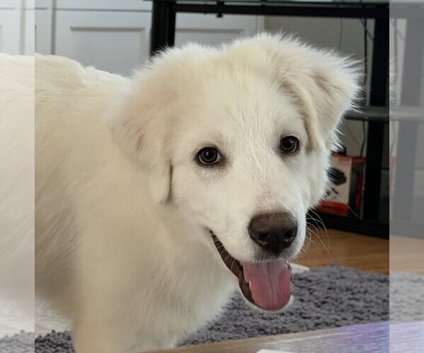 Medium Photo #3 Great Pyrenees Puppy For Sale in Houston, TX, USA