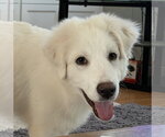 Small #2 Great Pyrenees
