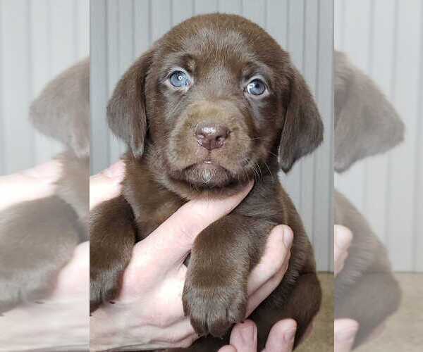 Medium Photo #3 Labrador Retriever Puppy For Sale in OLYMPIA, WA, USA