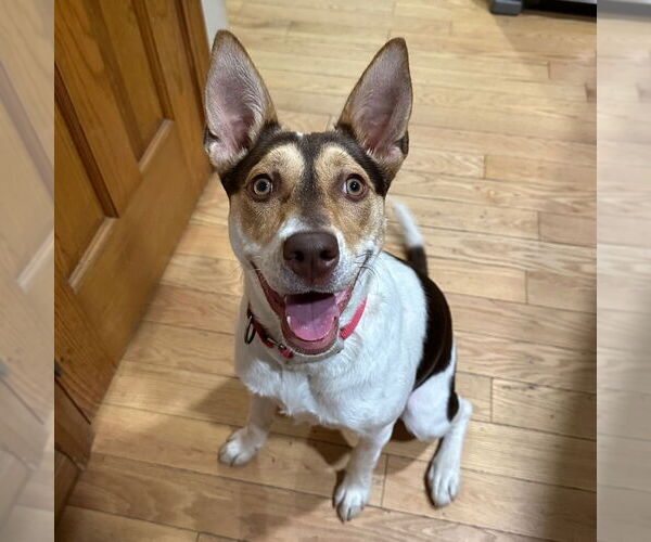 Medium Photo #2 Rat Terrier-Unknown Mix Puppy For Sale in Canton, CT, USA