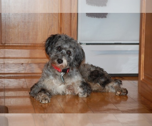 Medium Photo #1 Aussie-Poo-Aussiedoodle Mix Puppy For Sale in RITTMAN, OH, USA