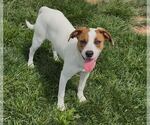 Small #1 Jack Russell Terrier Mix
