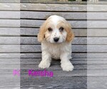 Small #4 Cavachon
