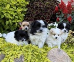 Small #5 Fox Terrier (Smooth)