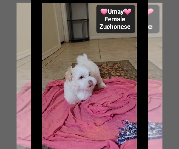 Medium Photo #3 Havanese-Zuchon Mix Puppy For Sale in TUCSON, AZ, USA