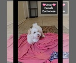 Small Photo #3 Havanese-Zuchon Mix Puppy For Sale in TUCSON, AZ, USA