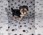Small #11 Morkie