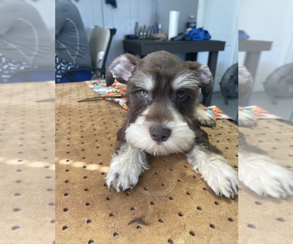 Medium Photo #1 Schnauzer (Miniature) Puppy For Sale in BAY MINETTE, AL, USA