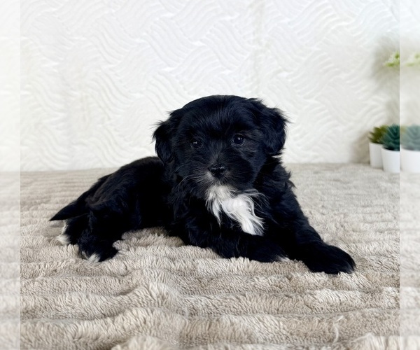 Medium Photo #1 ShihPoo Puppy For Sale in GREENFIELD, IN, USA