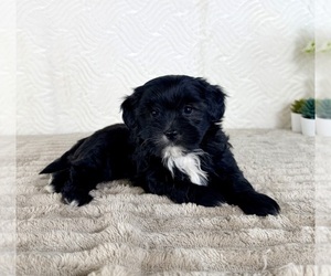ShihPoo Puppy for sale in GREENFIELD, IN, USA