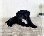 Image preview for Ad Listing. Nickname: Bentley