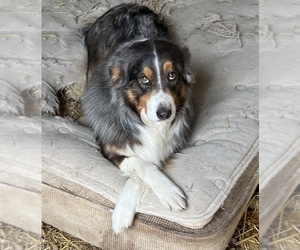 Father of the Australian Shepherd puppies born on 05/20/2025