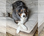 Small Photo #1 Australian Shepherd Puppy For Sale in FAIRFIELD, IL, USA