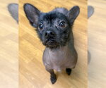 Small #4 Dachshund Mix