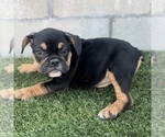 Small Photo #13 English Bulldog Puppy For Sale in PHOENIX, AZ, USA