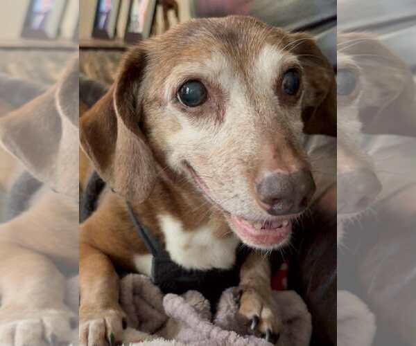 Medium Photo #3 Dachshund Puppy For Sale in Fruitland, SC, USA