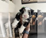 Small Photo #9 Yorkshire Terrier Puppy For Sale in CONVERSE, TX, USA