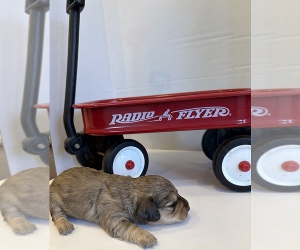 Medium Photo #3 Dachshund Puppy For Sale in BIG BEND, CO, USA