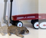 Small #2 Dachshund