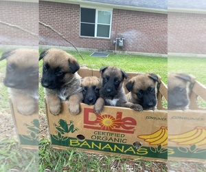Malinois Puppy for sale in CYPRESS, TX, USA