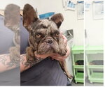 Small #1 French Bulldog