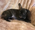 Small French Bulldog