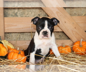 Boston Terrier Puppy for sale in SHILOH, OH, USA
