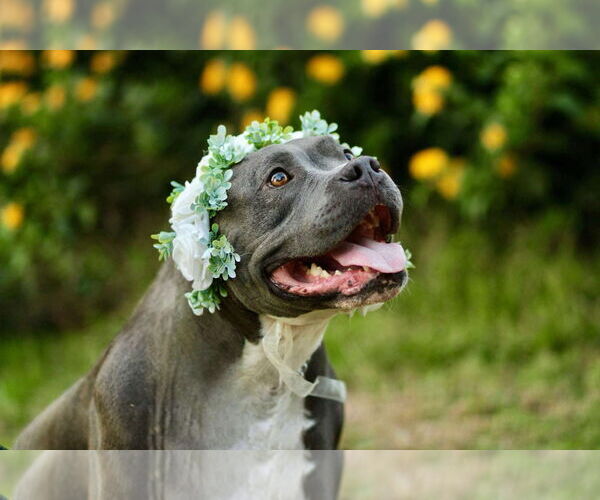 Medium Photo #6 American Pit Bull Terrier Puppy For Sale in Yuba City, CA, USA