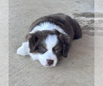Small #7 Miniature Australian Shepherd