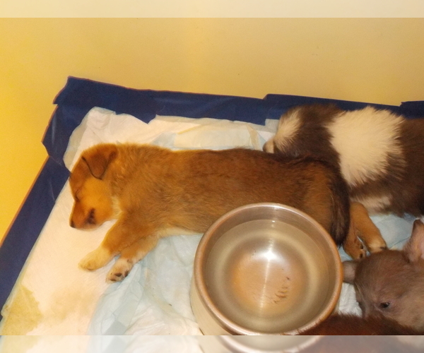 Medium Photo #49 Australian Shepherd-Pembroke Welsh Corgi Mix Puppy For Sale in GALLEGOS, NM, USA