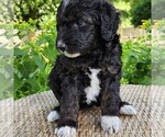 Small #2 F2 Aussiedoodle