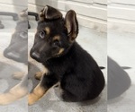 Small #2 German Shepherd Dog