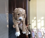 Small Photo #2 Goldendoodle-Poodle (Miniature) Mix Puppy For Sale in HUNTLY, VA, USA
