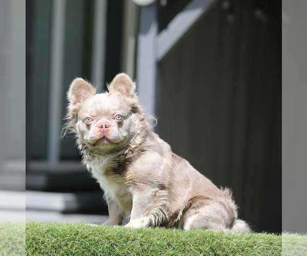 Medium Photo #3 French Bulldog Puppy For Sale in PHOENIX, AZ, USA