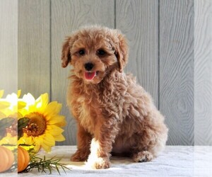 Cavachon-Poodle (Miniature) Mix Puppy for sale in GORDONVILLE, PA, USA