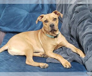 Staffordshire Bull Terrier-Unknown Mix Dogs for adoption in LAKE ST LOUIS, MO, USA